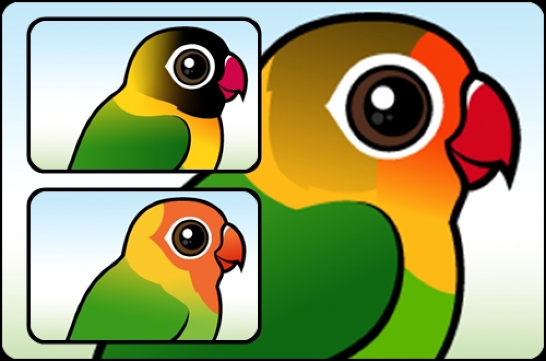 Peternak Lovebird Surabaya