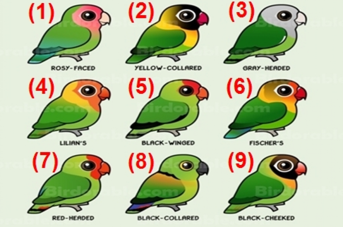 1. Artikel - 9 Jenis Lovebirds