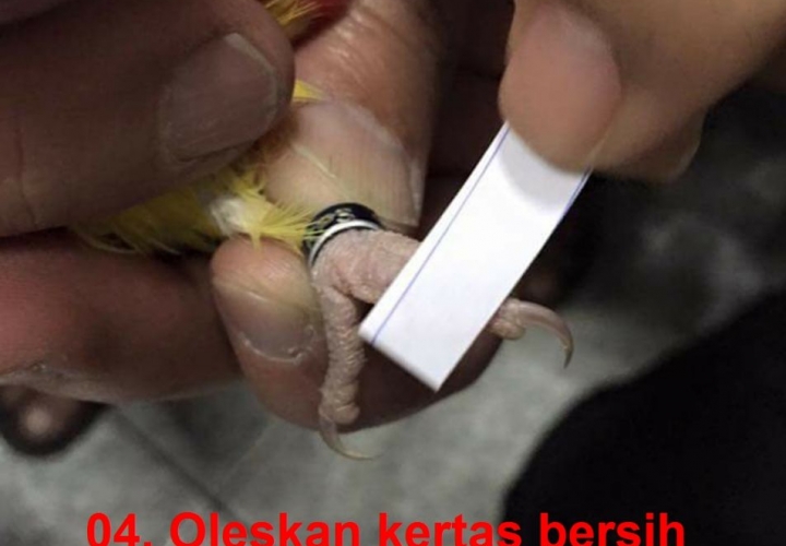 05. Oles ke kertas